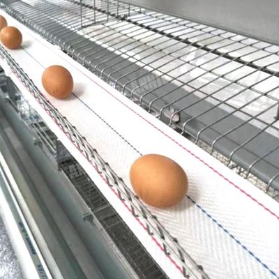 Riem van de het eiinzameling van de Annilte de Hete verkoop in gevogeltelandbouwbedrijf