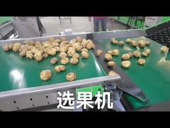 Pas de Nivelleermachine van de Fruitgroente aan